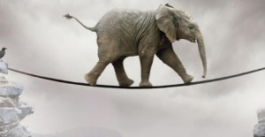 القيادة بعاطفة الفيلة في المنظمات غير الربحية!